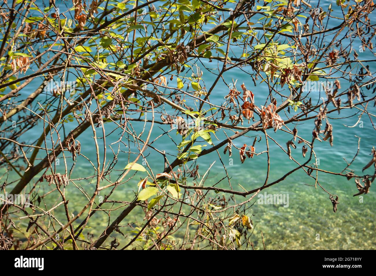 Closeup shot of tree branches with green leaves on a beach Stock Photo ...
