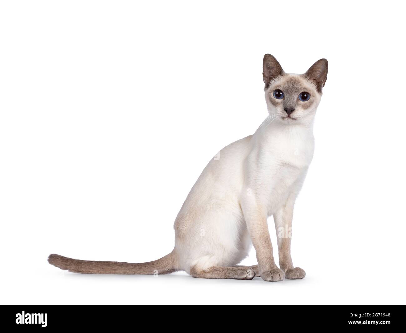 Young adult lilac Thai cat sitting side ways, looking towards camera with dark blue eyes. Isolated on a white background. Stock Photo