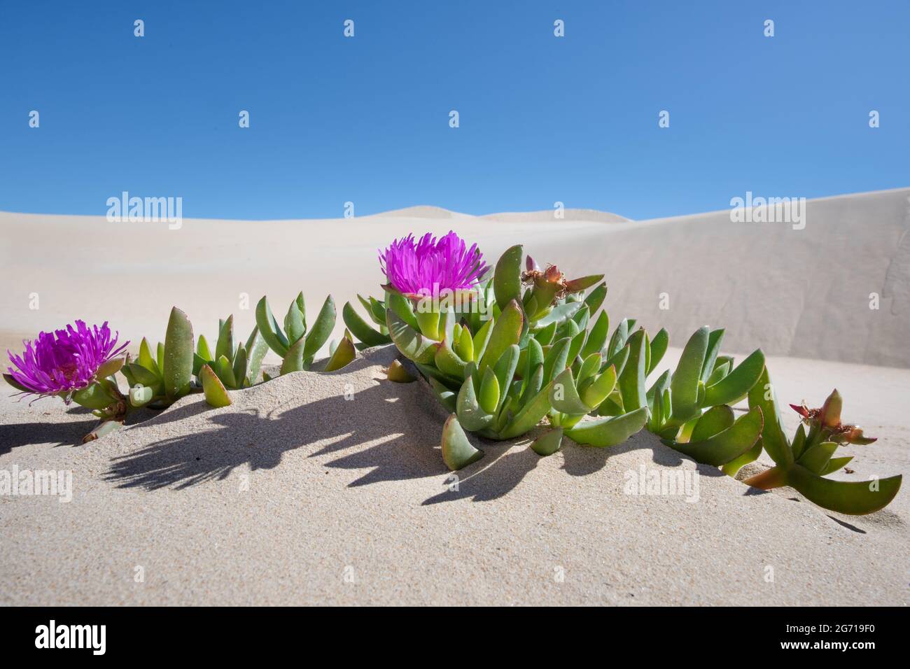 Desert flowers at Big Drift sand dunes, Wilsons Promontory, Victoria, Australia Stock Photo