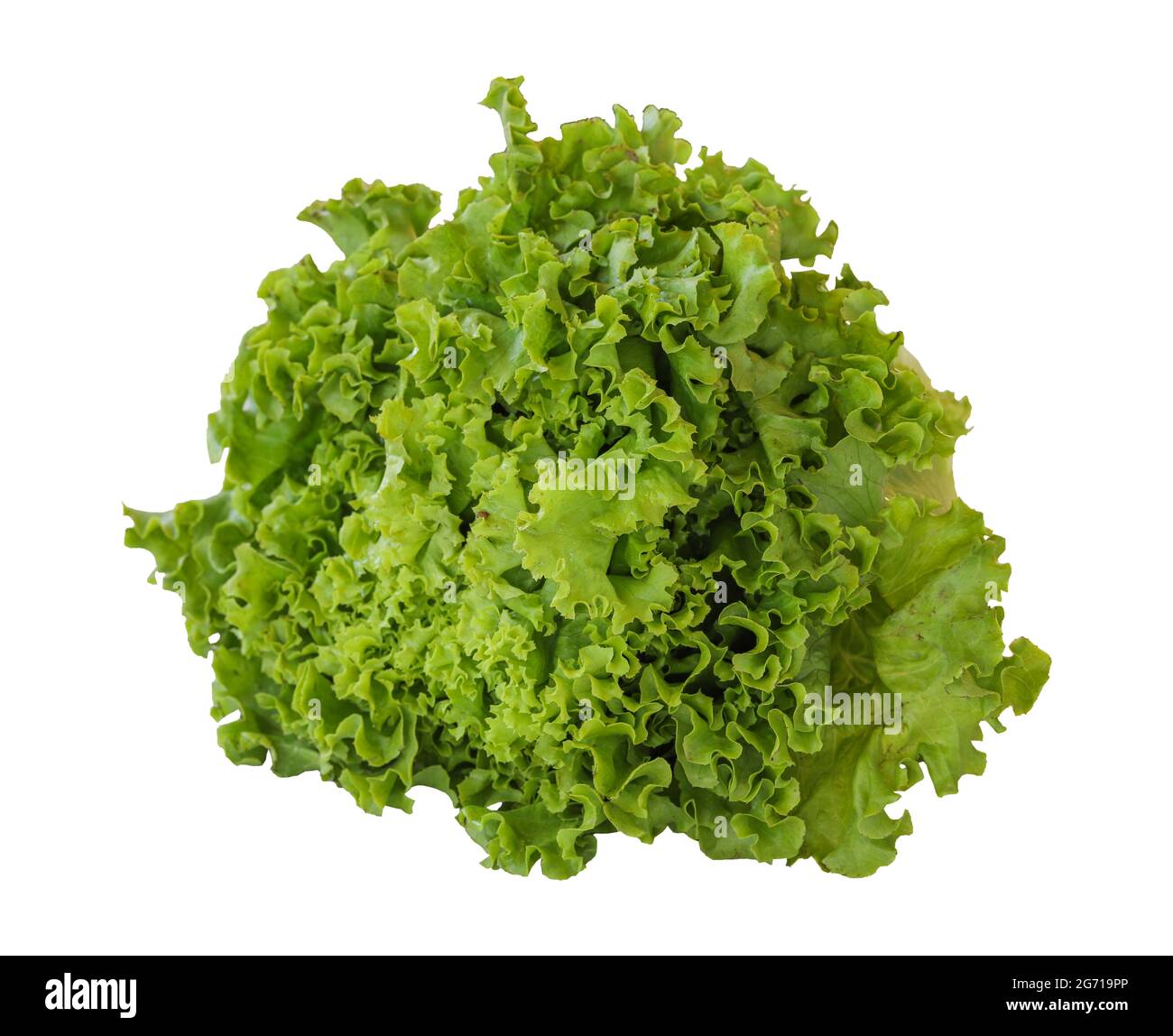 Fresh green lettuce isolated on a white background. Lettuce Clipping
