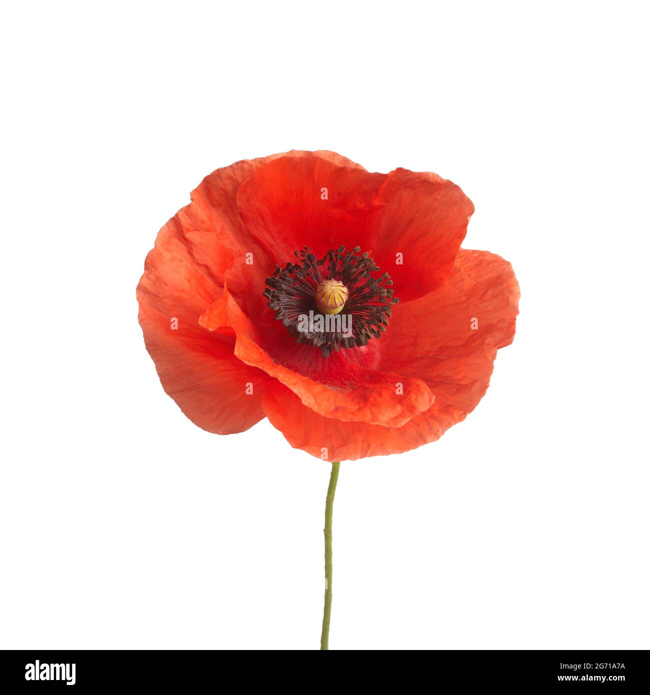 Bright red poppy flower isolated on white background Stock Photo - Alamy