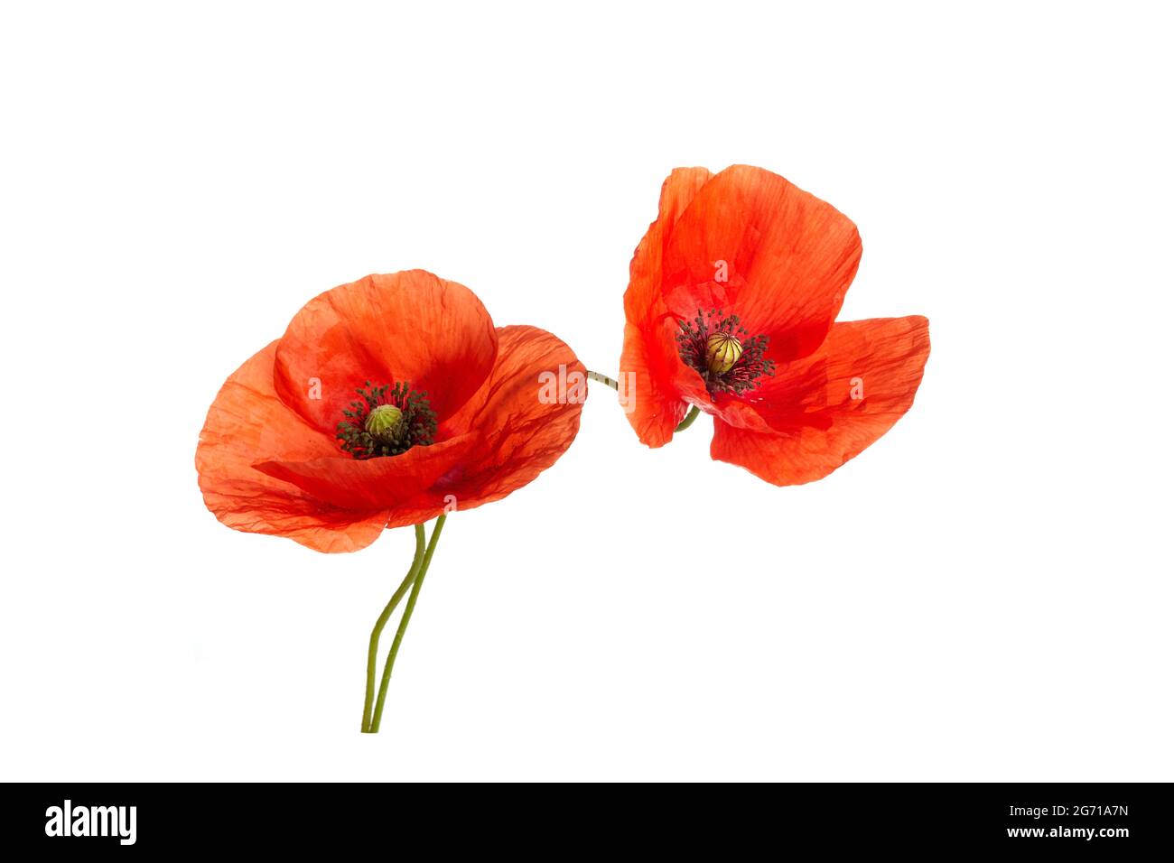 Bright red poppies flowers isolated on white background Stock Photo - Alamy