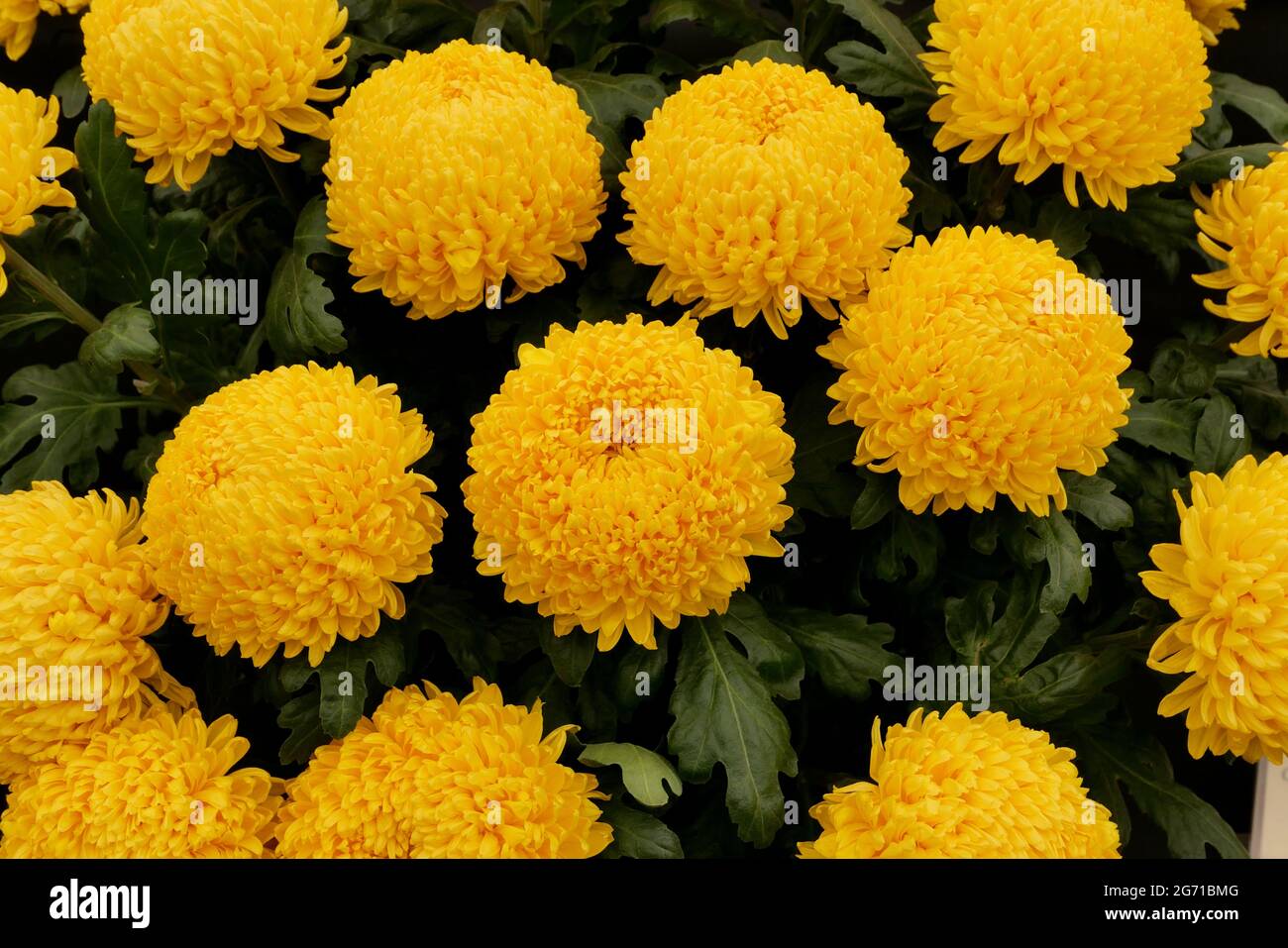 Full frame image of bright yellow large pom pom chrysanthemums Stock Photo