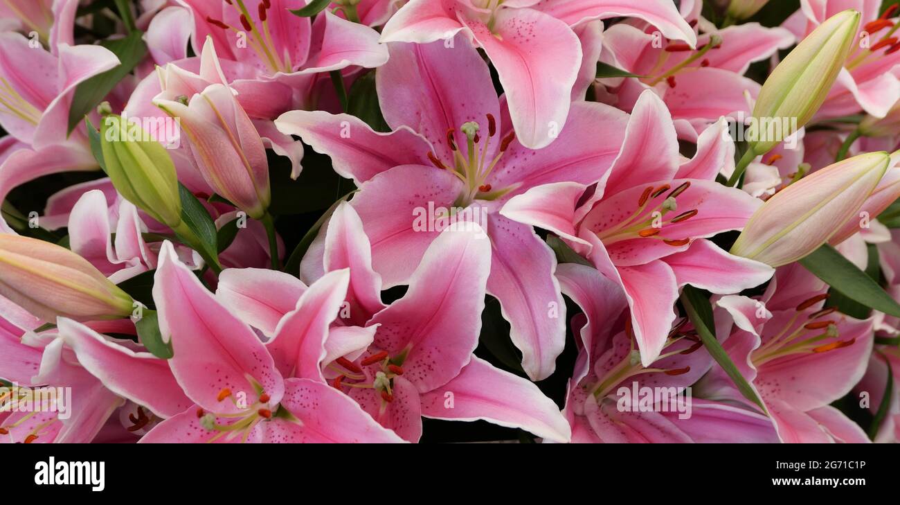 Full frame image of pink lilies at various stages of growth Stock Photo