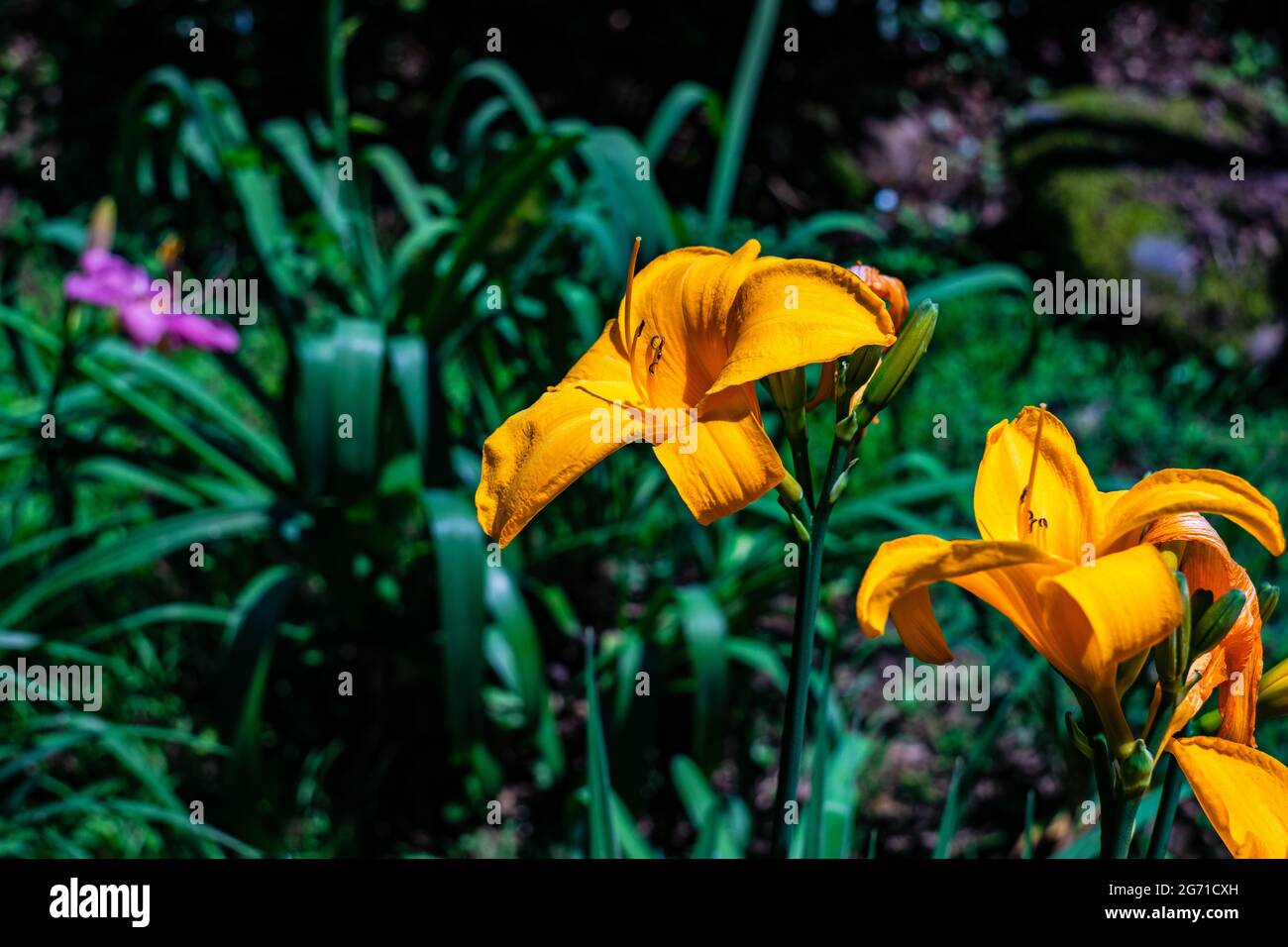 Flowers of Lily flowers in the summer park Stock Photo - Alamy