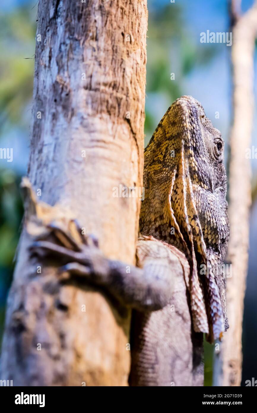 Tree climbing lizards hires stock photography and images Alamy