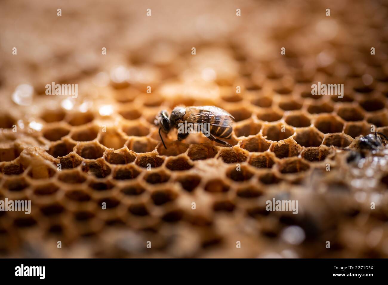 Worker bee in its hive in the wild Stock Photo Alamy