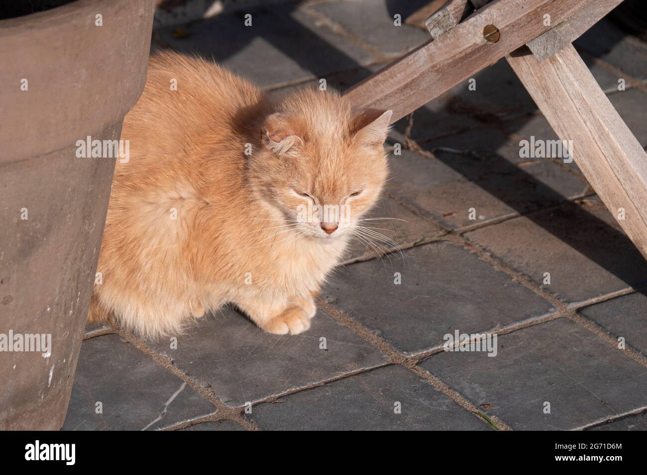Half long-haired beige house cat is hidden under a garden table enjoying the sun Stock Photo