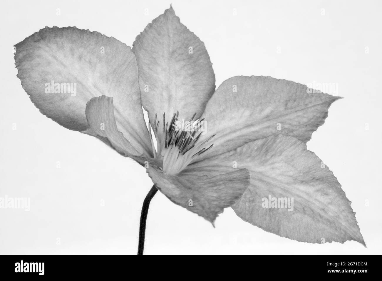 Black and white image of a Clematis 'Margaret Hunt' flower Stock Photo ...