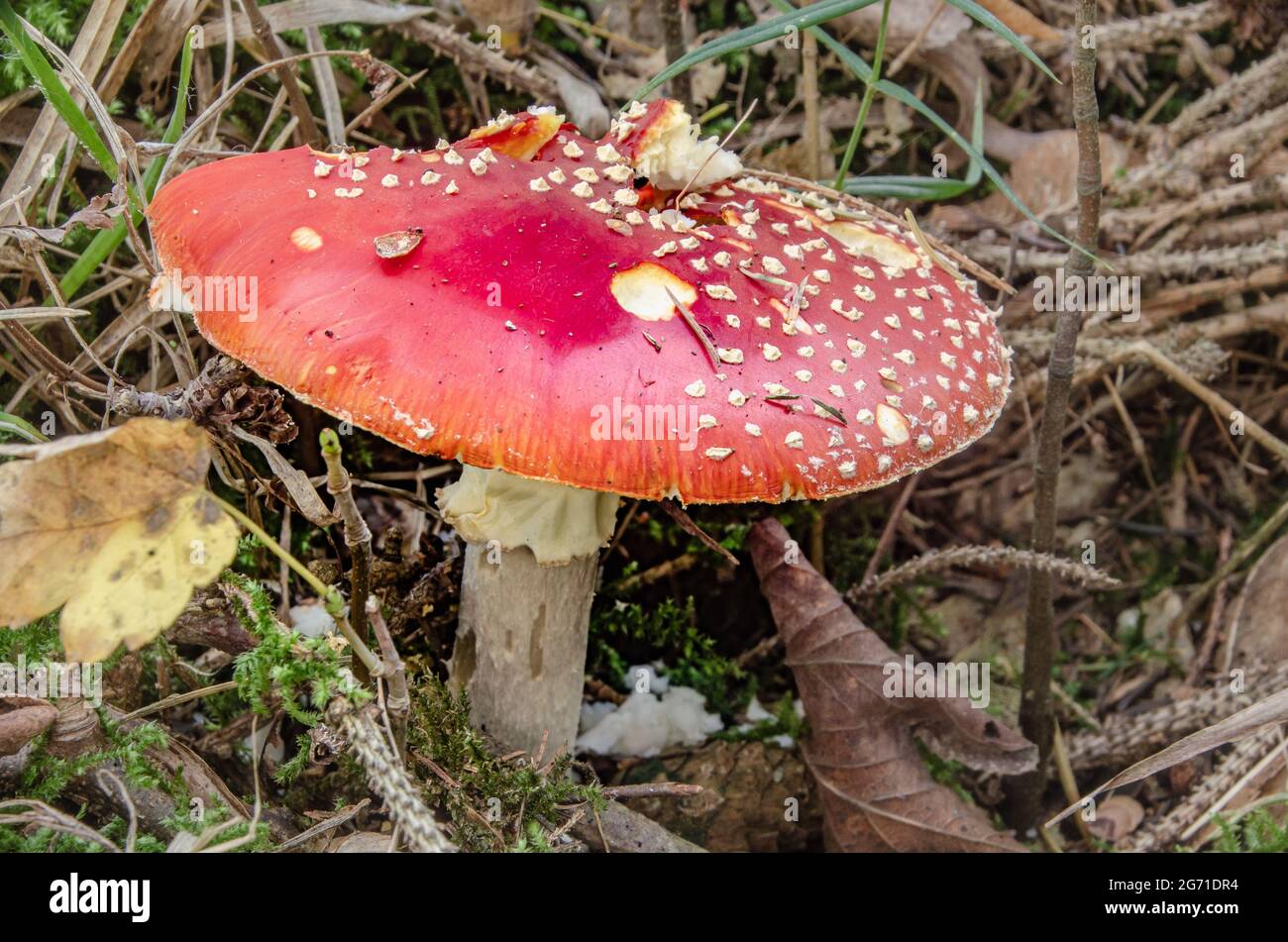 Der Fliegenpilz (Amanita muscaria), auch Roter Fliegenpilz genannt, ist