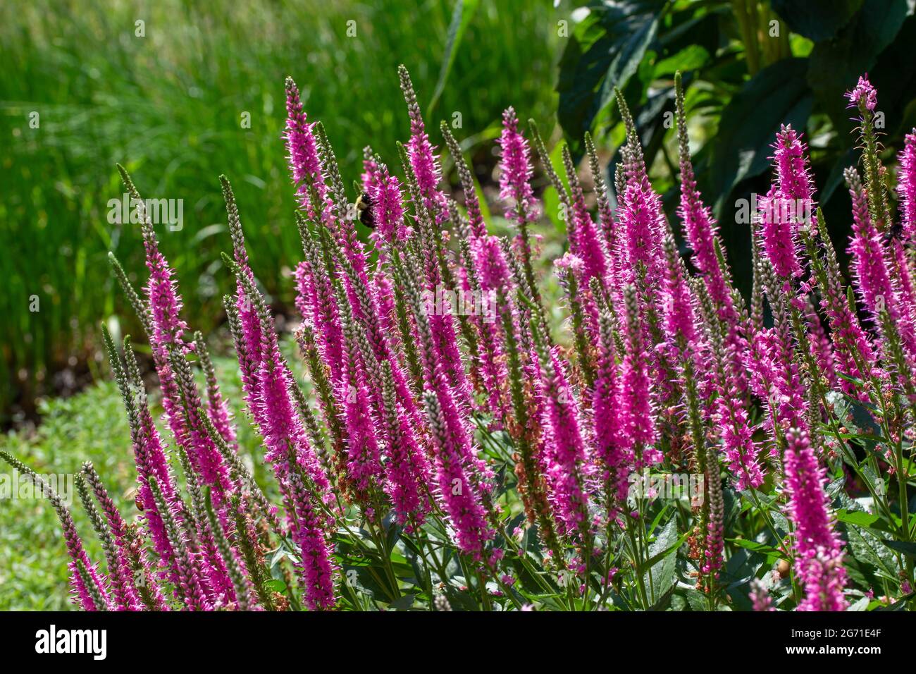 This image shows a close up texture landscape view of veronica spicata (spiked speedwell) flowers in bloom in a sunny ornamental garden. Stock Photo