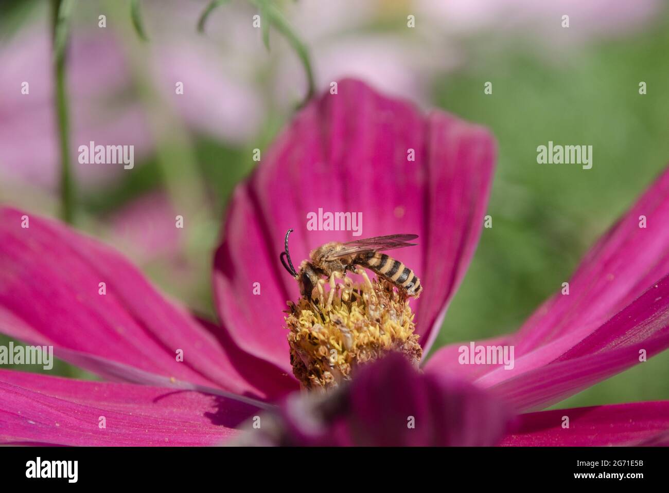 Insekt Auf Einer Bl te Stock Photo Alamy insekt-auf-einer-bl-te-stock-photo-alamy