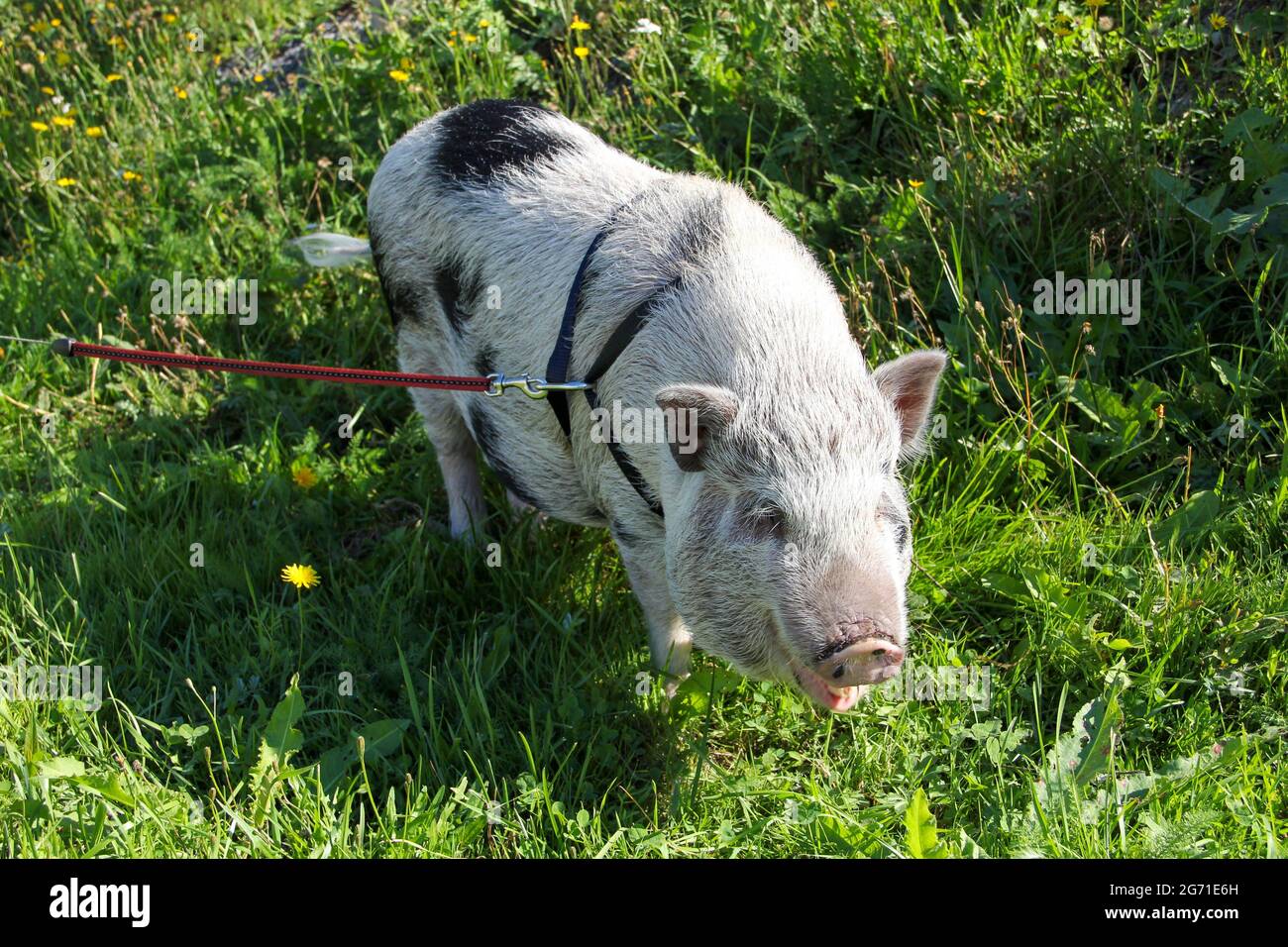 Pet pig on a walk Stock Photo Alamy
