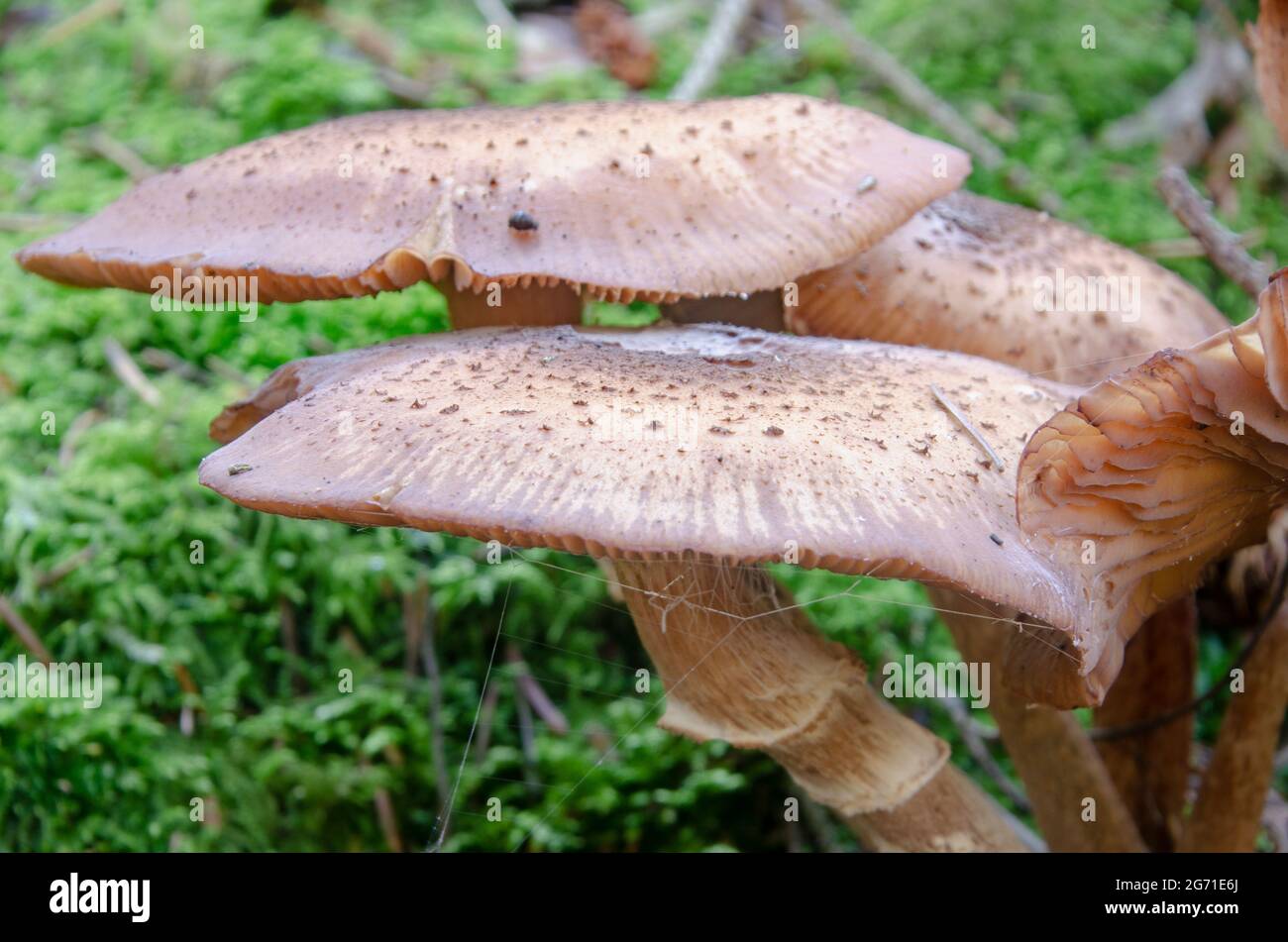 Pilze im Wald Stock Photo