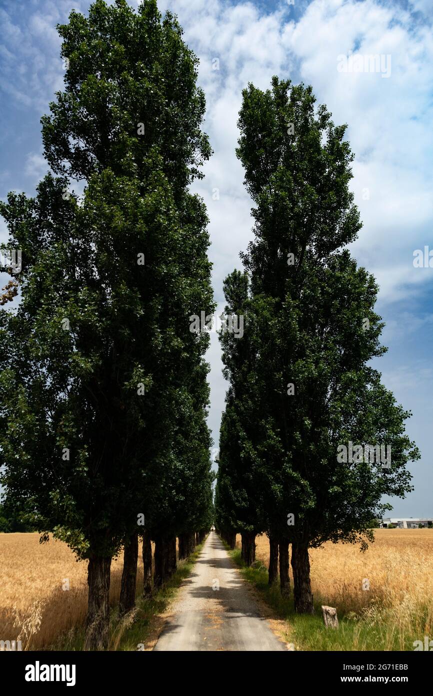 Rural road with trees surrounded by barley cultivation, Parma, Italy. High quality photo Stock