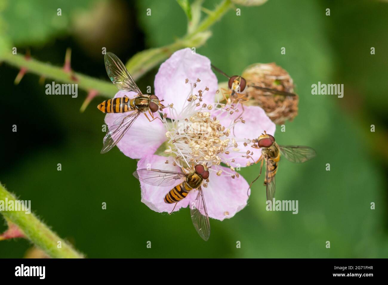 Four marmalade hoverflies (Episyrphus balteatus) feeding on nectar on a bramble flower, UK, during summer Stock Photo