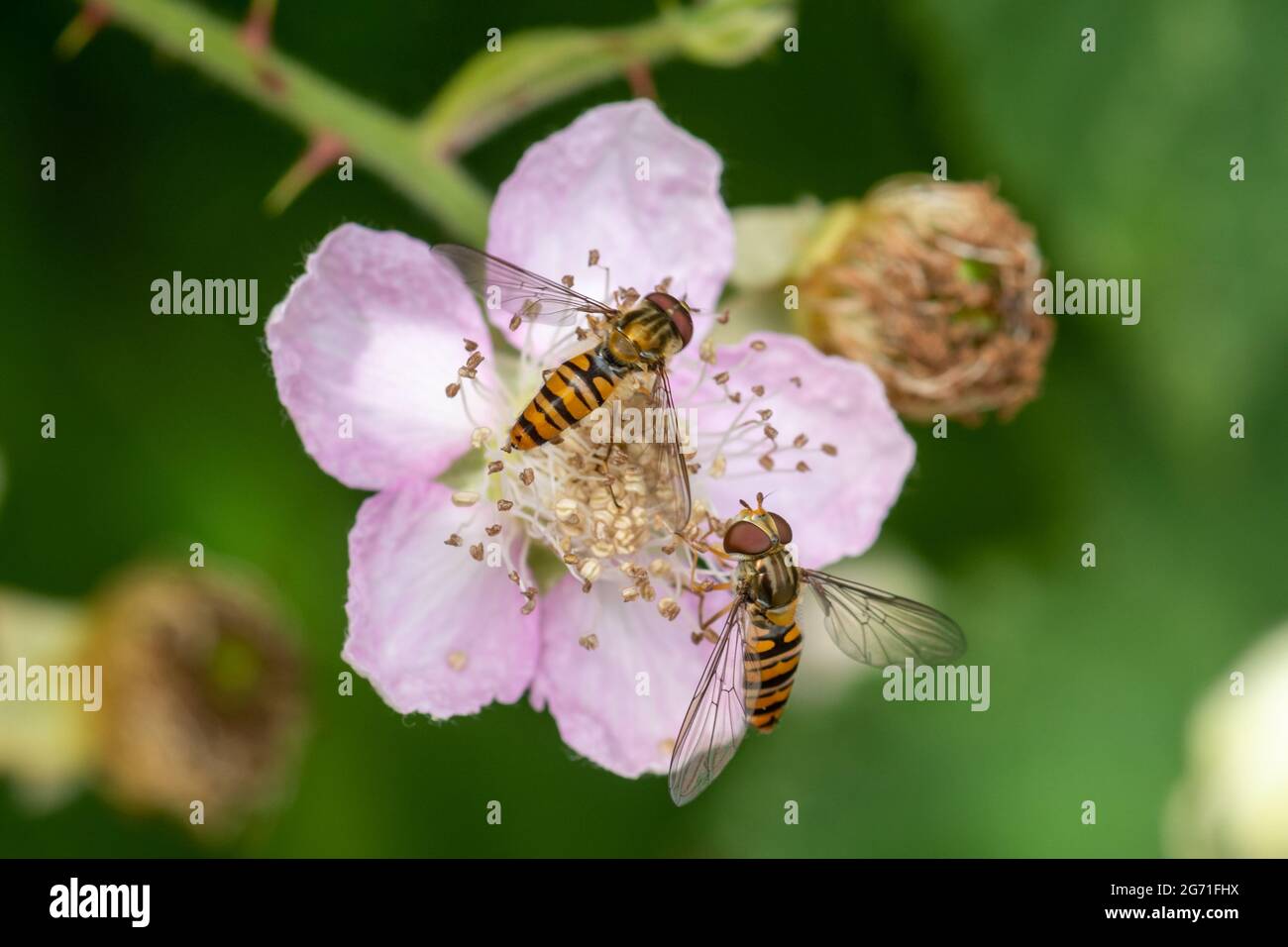 Two marmalade hoverflies (Episyrphus balteatus) feeding on nectar on a bramble flower, UK, during summer Stock Photo