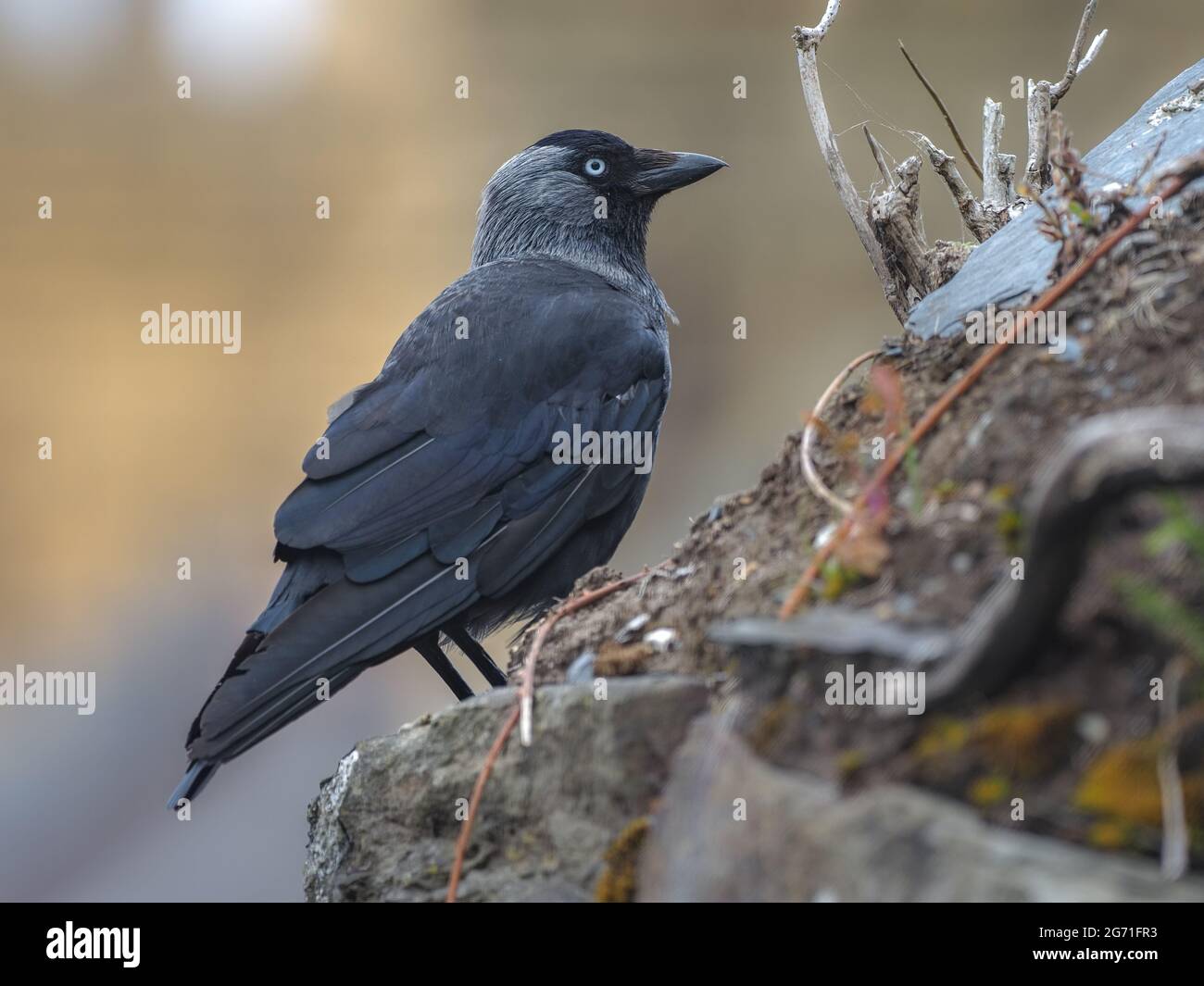 Welsh Crow Crow wales hi-res stock photography and images - Alamy