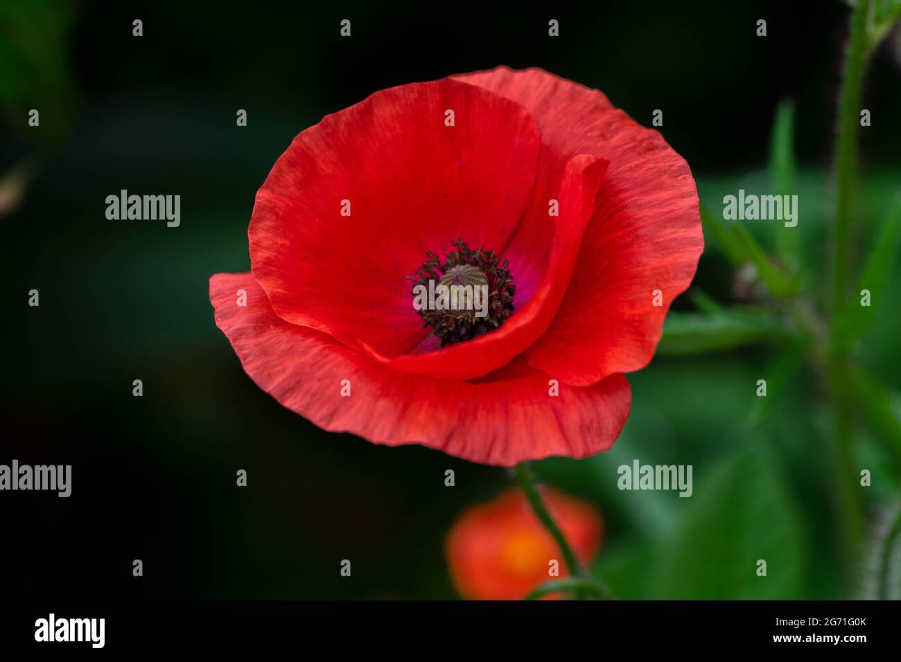 Red poppy close up Stock Photo