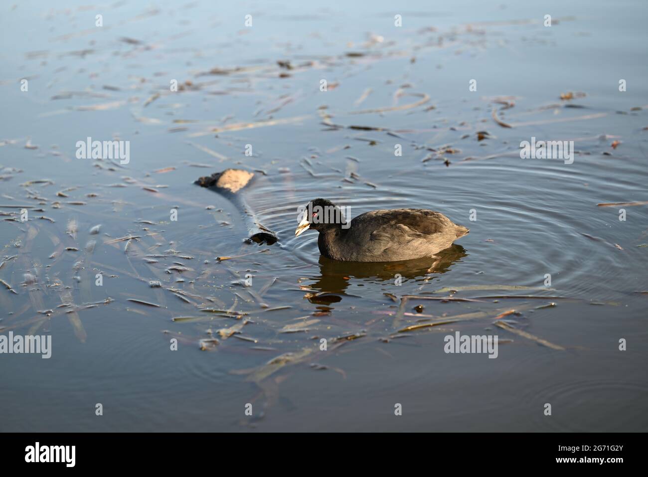A Eurasian coot, also known as a common coot, eating a reed while swimming in a lake late in the afternoon Stock Photo