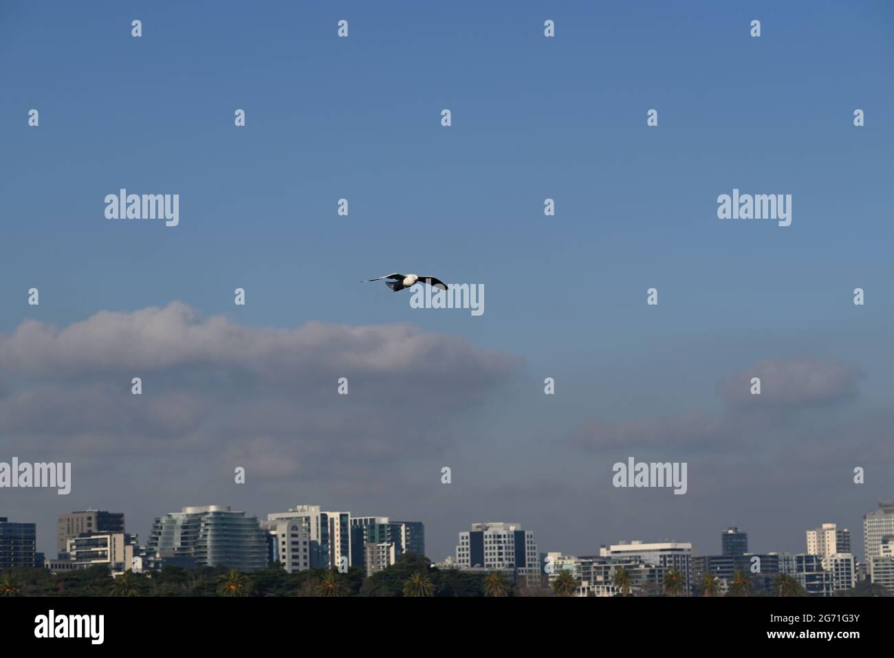 An adult silver gull, commonly known as a seagull, in flight, with clouds and a city skyline in the background Stock Photo