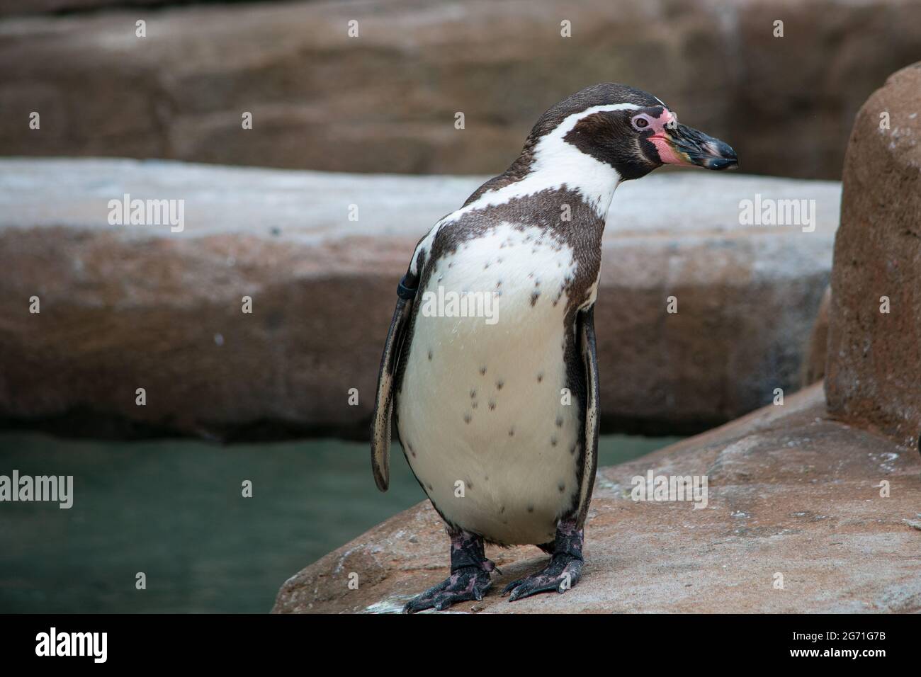Humboldt's Penguins Stock Photo