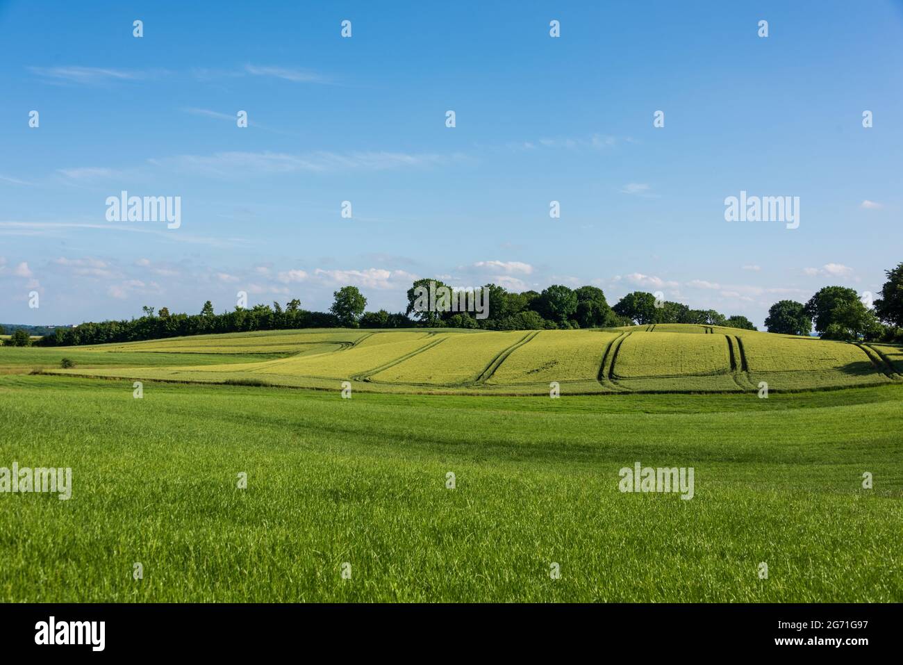 Ein grünes Getreidefeld in der hügeligen Holsteinischen Schweiz im Kreis Plön Schleswig-Holstein Stock Photo