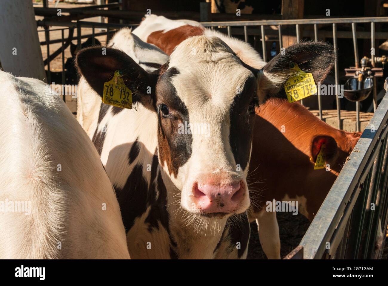 Kälberzucht auf einem dem Tierwohl, verpflichtendem Bauernhof in der Holsteinischen Schweiz Stock Photo