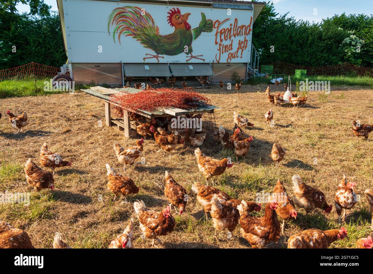 Legehennen auf einem Bauernhof mit artgerechter und dem Tierwohl verpflichteter Produktion Stock Photo
