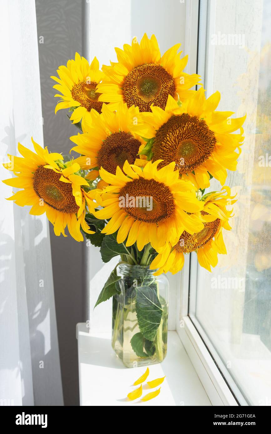Sunflowers in a vase hires stock photography and images Alamy