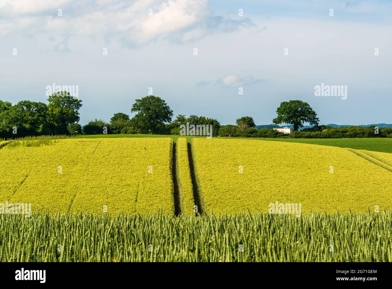 Ein Getreidefeld mit Weizen im Sommer in der Holsteinischen Schweiz Stock Photo