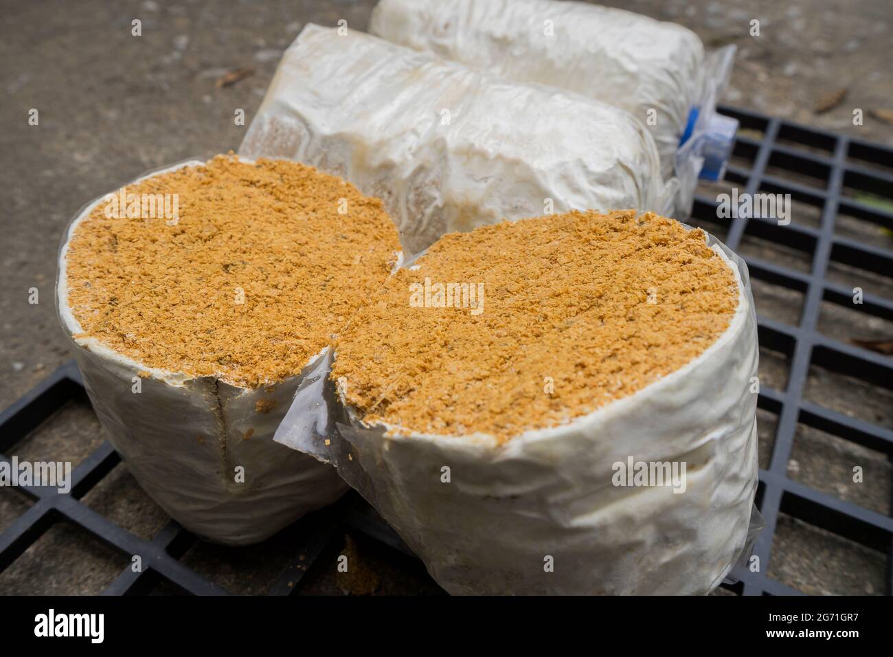 A Lump of Oyster mushroom for growing in farm mushroom cubes on Black