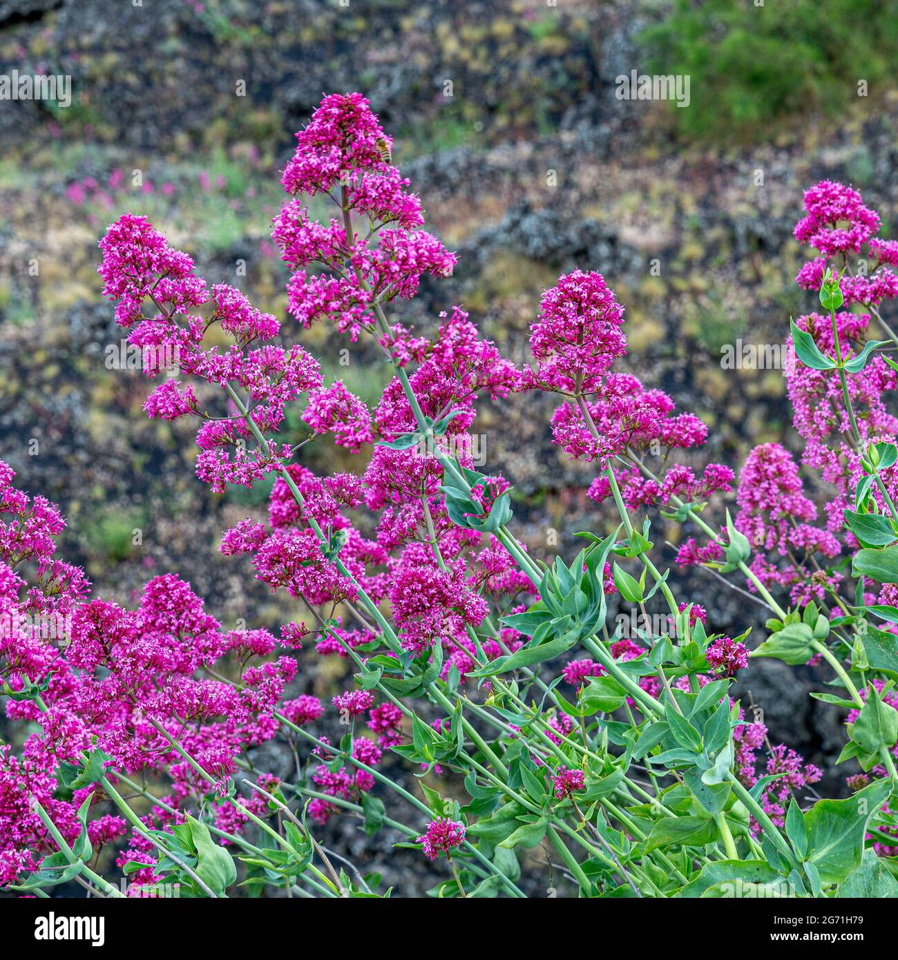 Broom etna hi-res stock photography and images - Alamy