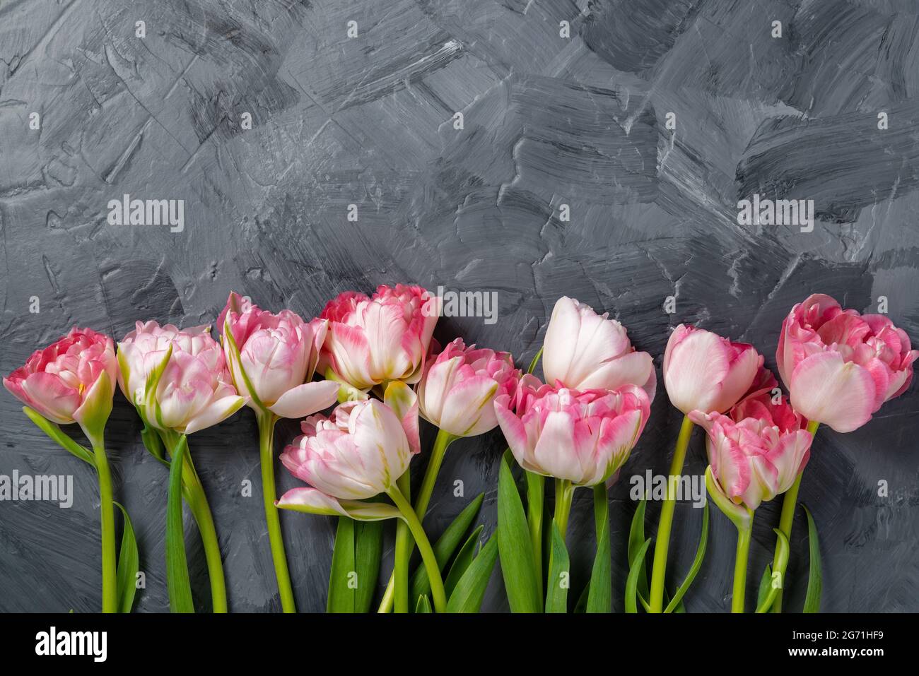 Beautiful pink spring tulips on grey background, flat lay. Space for text Stock Photo