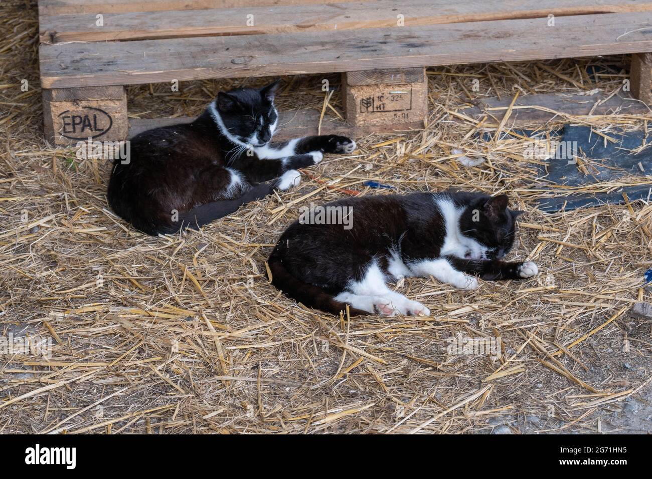 Two black and white young cats laying asleep on straw  in a farmers barn Stock Photo