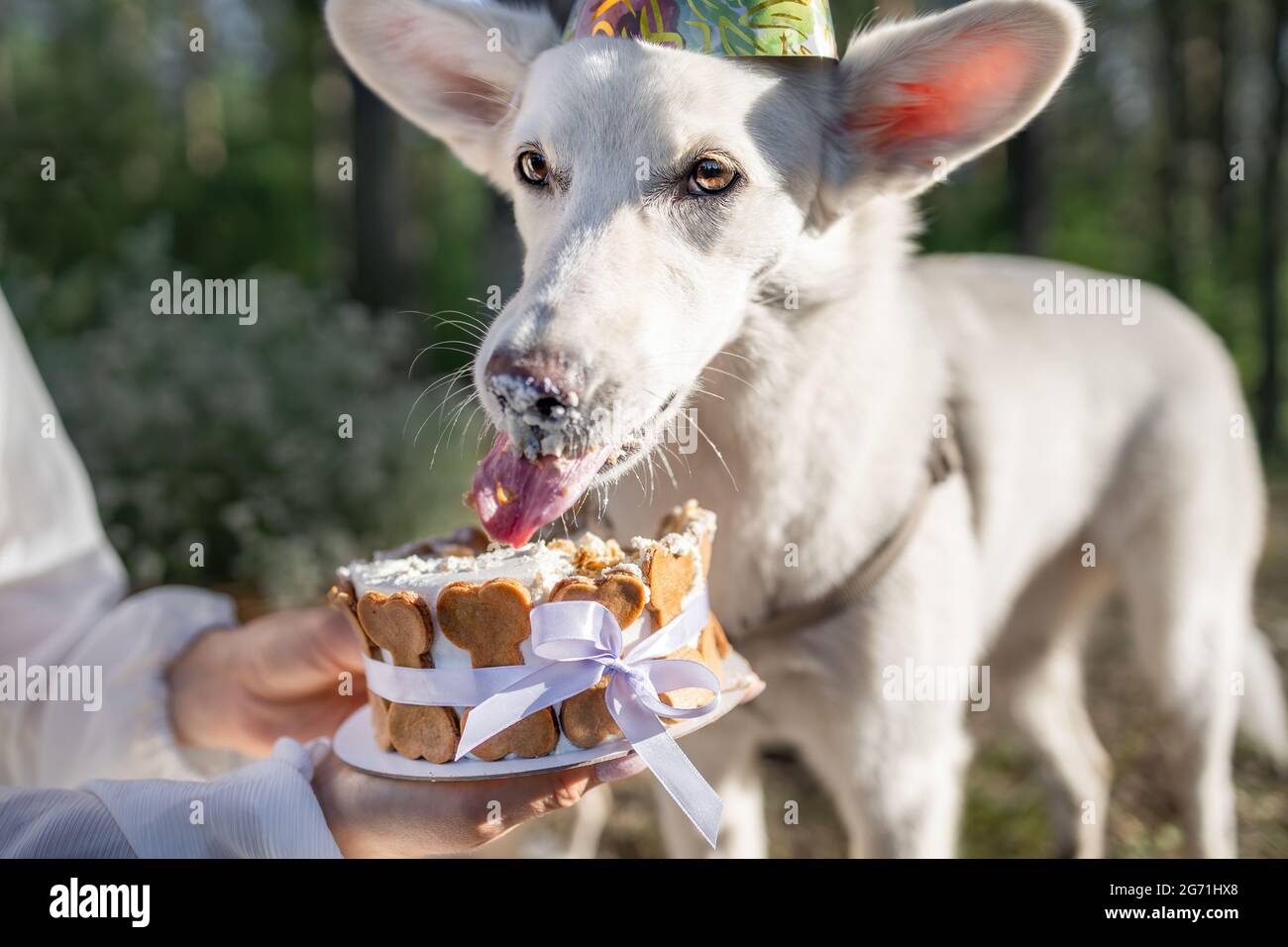 can a dog eat cake