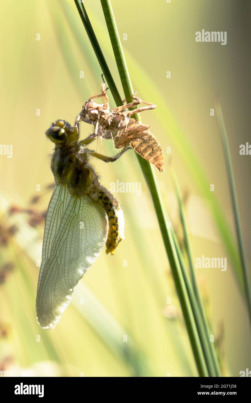 Libellula depressa adult emerging from its exuvia Stock Photo