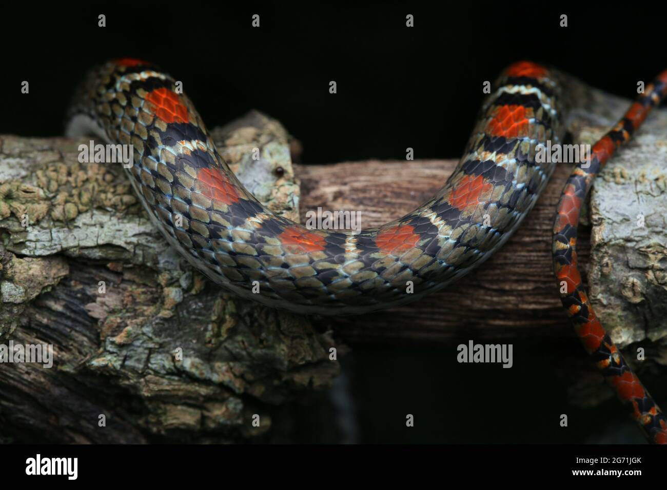 Twin-barred Flying Snake Stock Photo