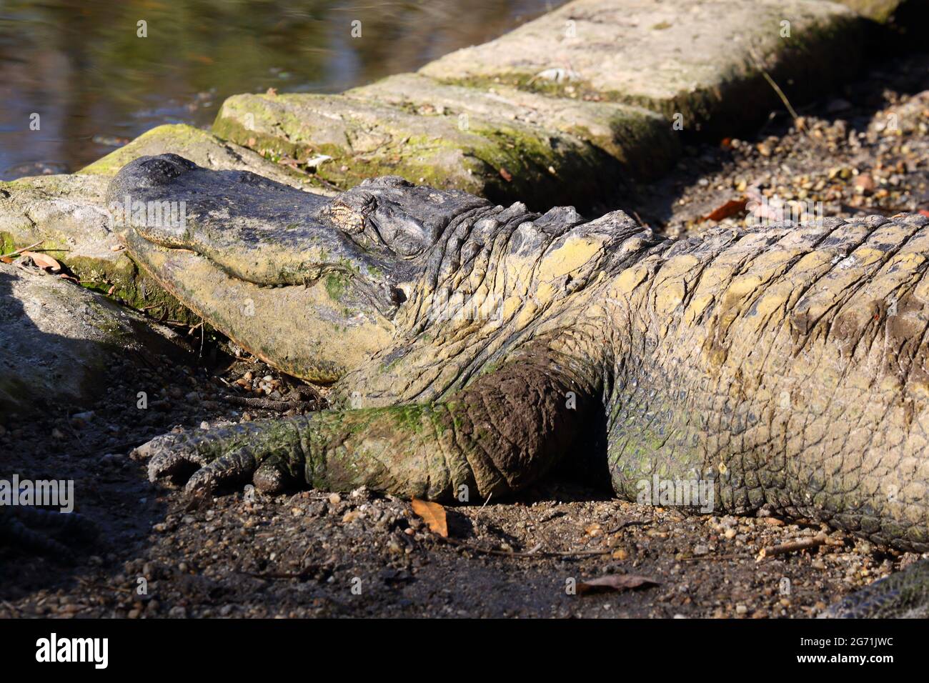 A Caiman (caiman crocodilus) lying in the sun at Homosassa Springs Wildlife Park, Florida, USA Stock Photo