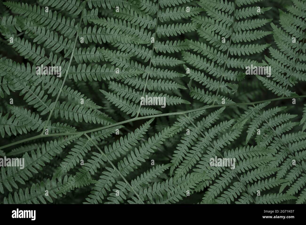 Backdrop of bright ferns hi-res stock photography and images - Alamy