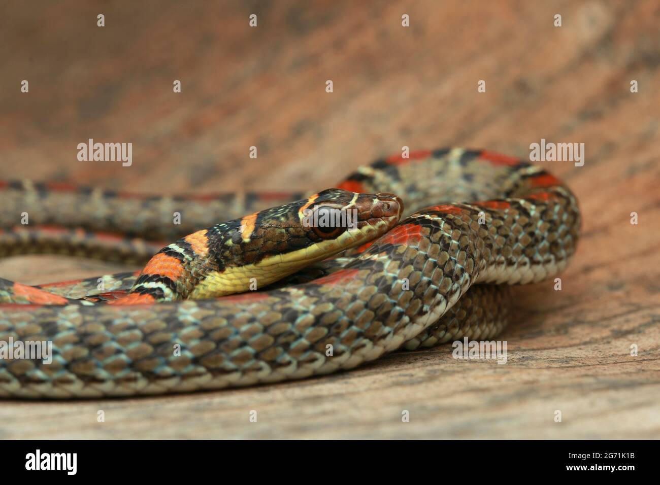 Twin-barred Flying Snake Stock Photo