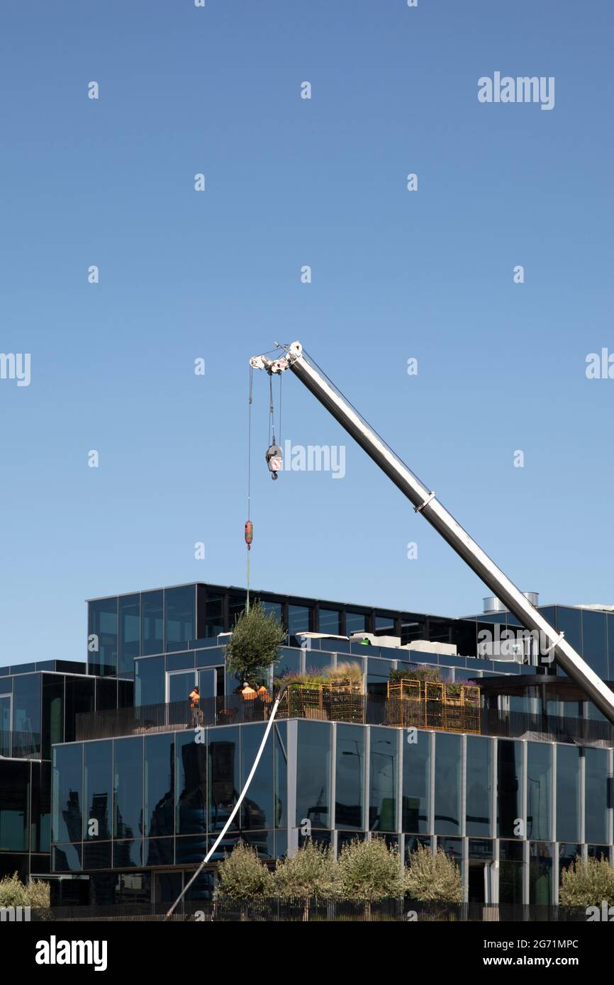Crane lifting tree onto rooftop garden Stock Photo Alamy