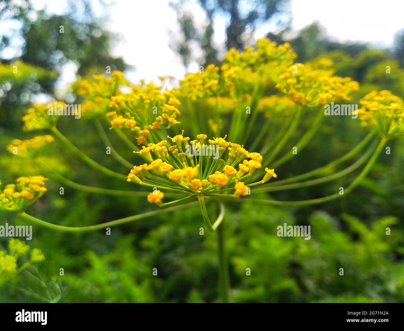 Dill (Anethum graveolens) is an annual herb in the celery family Apiaceae Stock Photo