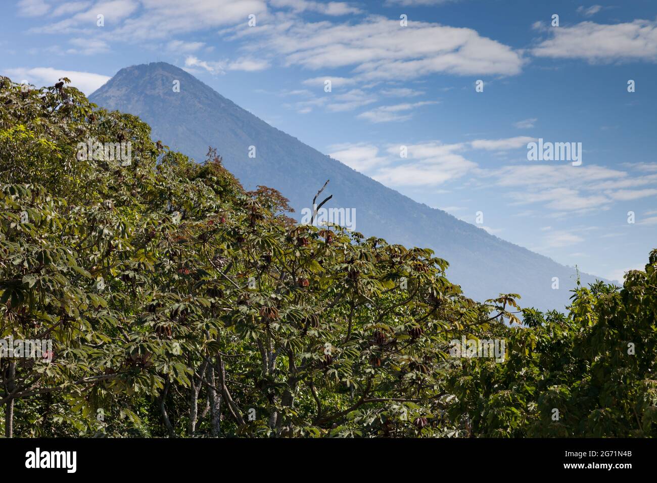 The shape of the Agua volcano is mirrored in the foreground trees. Stock Photo