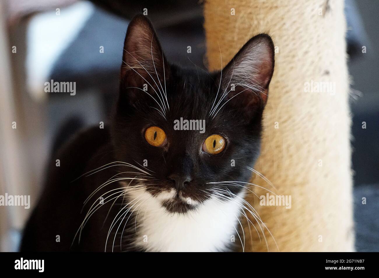 Closeup of a black and white cat with yellow eyes looking at the camera ...