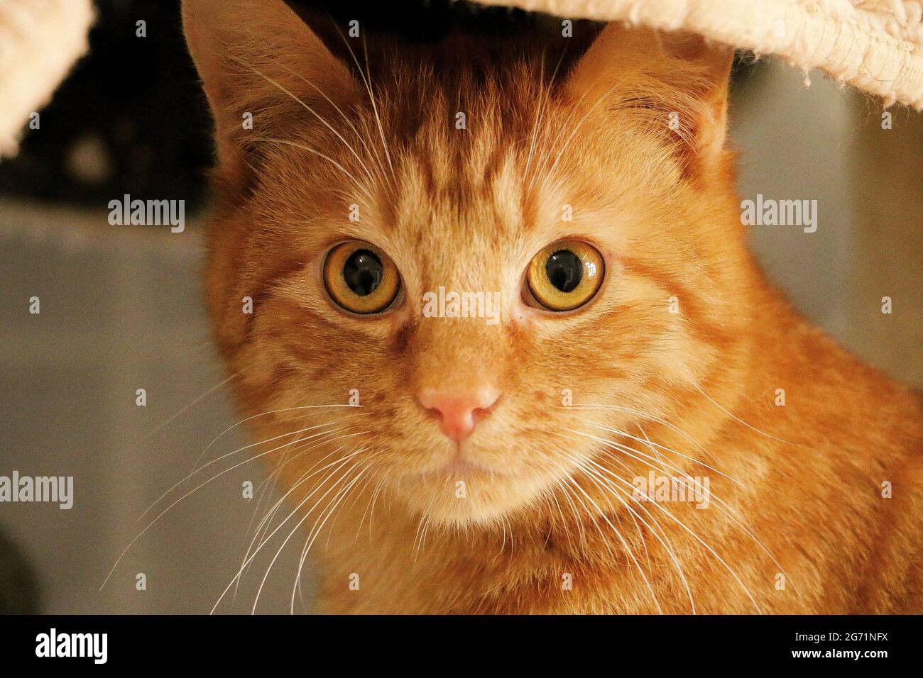 Portrait of a fluffy orange cat looking at the camera with surprised ...