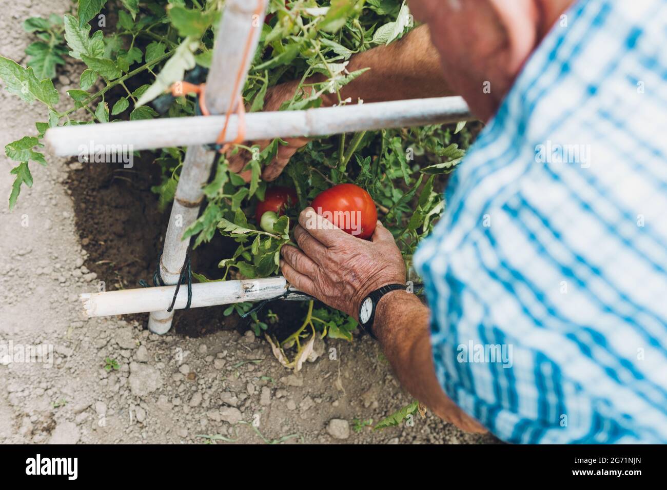Senior man picking ripe tomatoes in his orchard Stock Photo - Alamy