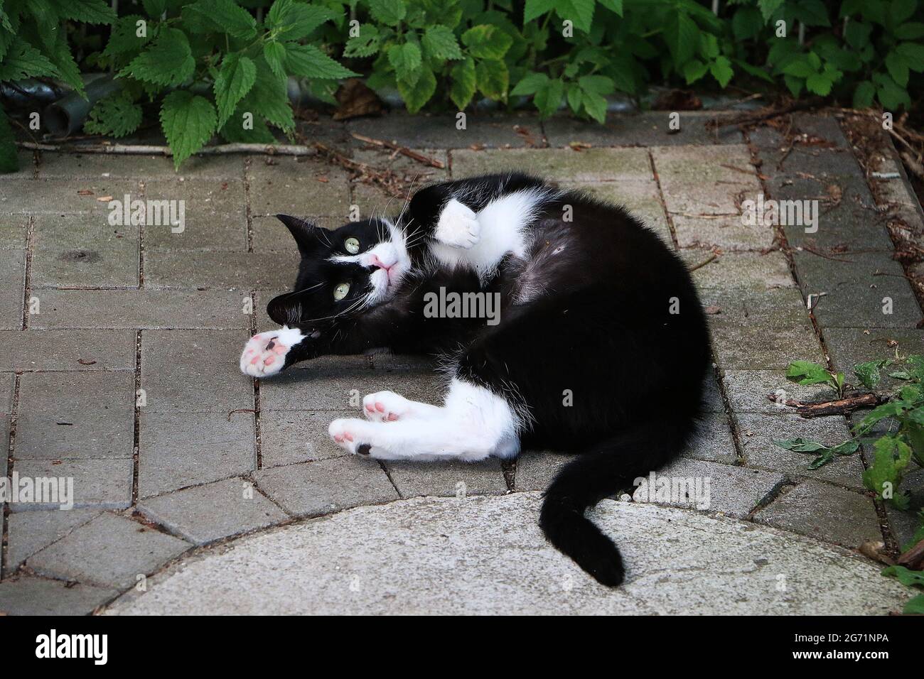 Black and white cat lying on the ground Stock Photo - Alamy