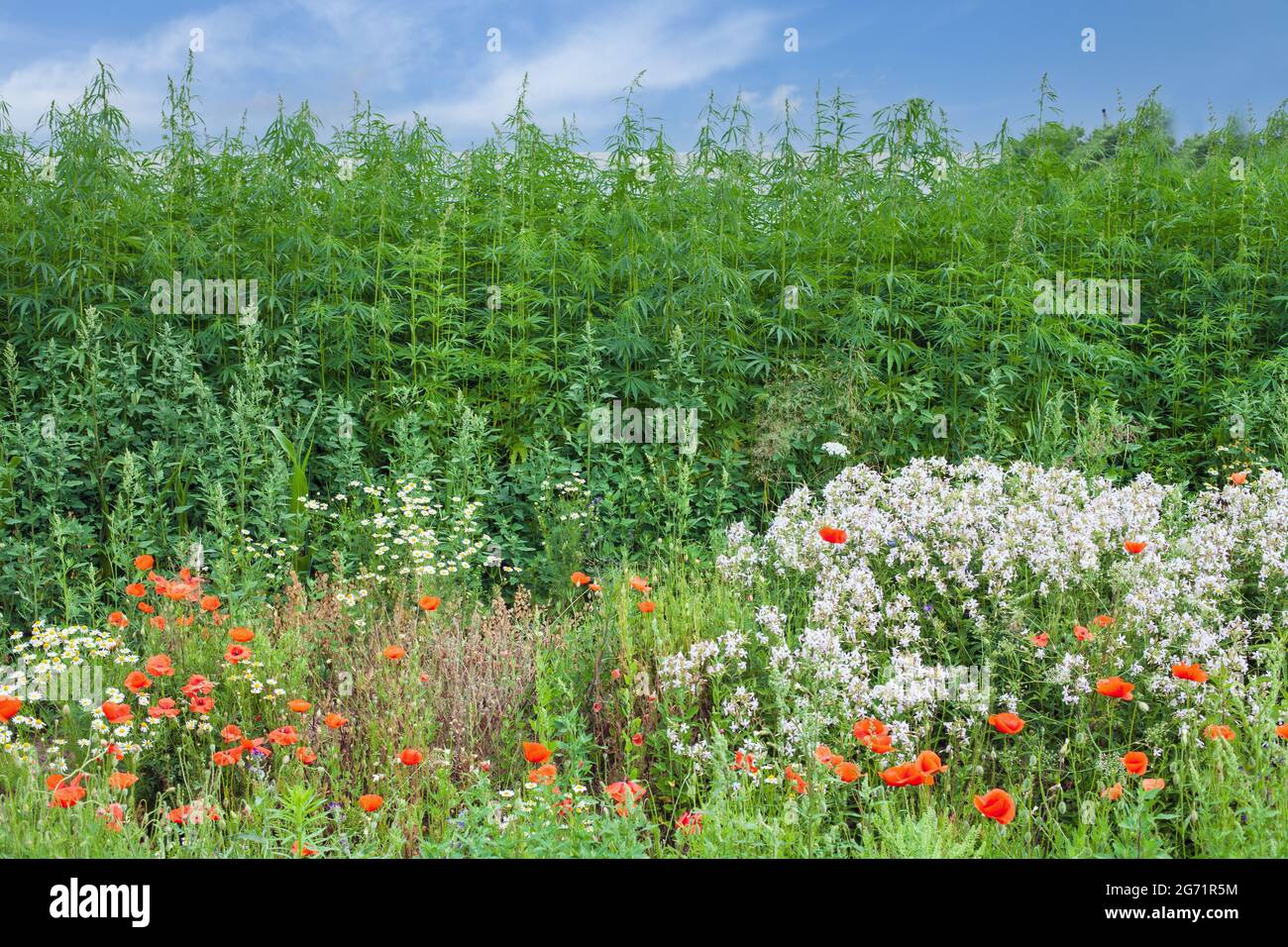 Poppies flowers blue sky clouds hi-res stock photography and images - Alamy
