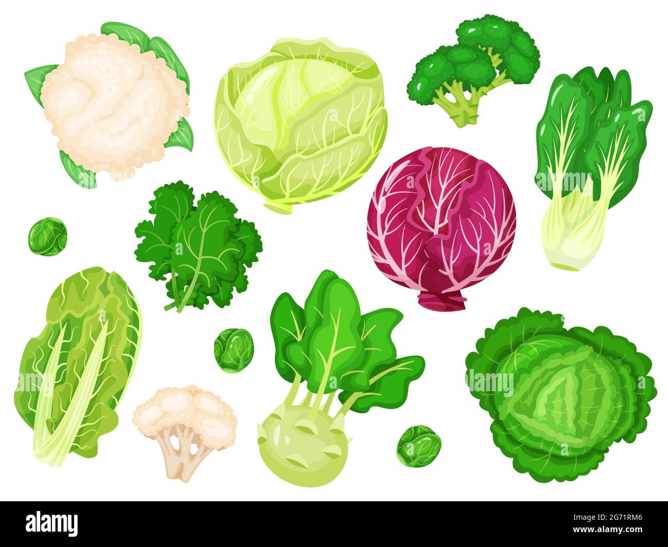 Cartoon cabbages. Fresh lettuce, broccoli, kale leaves, cauliflower, white and red cabbage. Various types of healthy green vegetables vector set. Farm, organic greenery as romaine and Brussels sprout Stock Vector